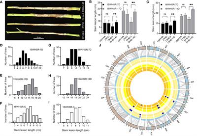 Quantitative trait locus mapping and improved resistance to sclerotinia stem rot in a backbone parent of rapeseed (Brassica napus L.)